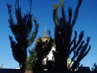 Цена на новогодние елки в Саратове варьируется от 100 до 2000 рублей