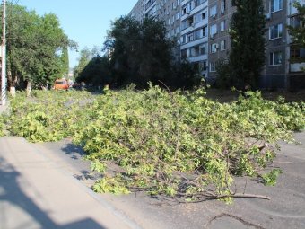 Администрация Фрунзенского района: деревья на улице Рахова спилили по просьбе граждан