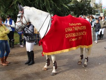 Обладателем кубка губернатора Саратовской области по конному спорту стал рысак Эдельвейс
