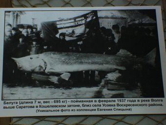 В музее краеведения отметили Всемирный день рыболовства
