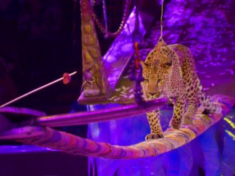 В цирке для детей-инвалидов показали новогоднюю программу «Тайна ледяного замка»