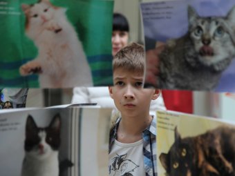 День кошек зоозащитники отпраздновали выставкой бездомных животных