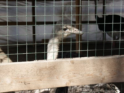 Директор аткарского зоопарка не забрал страусов из Саратова 