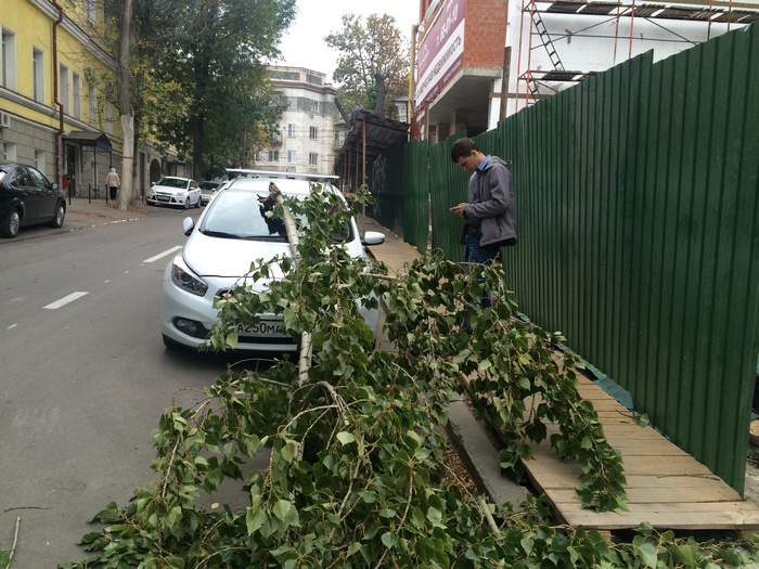 Штормовое предупреждение. Рядом со зданием суда в Саратове на иномарку упало дерево