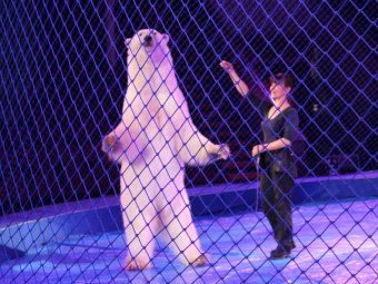 В Саратовском цирке покажут новую программу «Шоу белых медведей»
