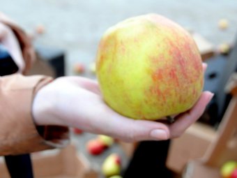 Россельхознадзор нашел запрещенные киви из Греции, яблоки из Польши и томаты из Турции