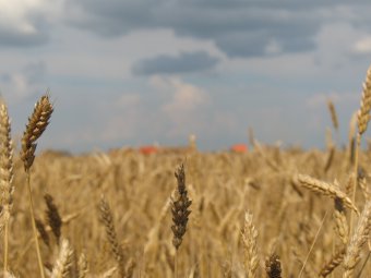 Директор НИИ Юго-Востока предупредил о захвате рынка зерновых иностранцами в случае лишения института земель