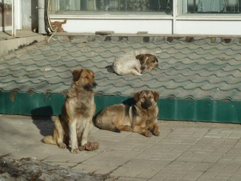 Жители поселка Юбилейный полгода просят чиновников решить проблему нападающих на детей бездомных собак