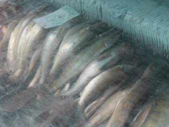 У продавцов рынка «Пешка» не оказалось документов на рыбу