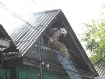 В результате крупного пожара в Екатериновском районе погибла пенсионерка