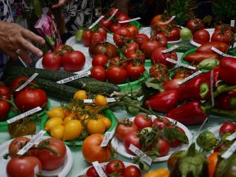 Жителям Ленинского района показали «Дары саратовских садов»
