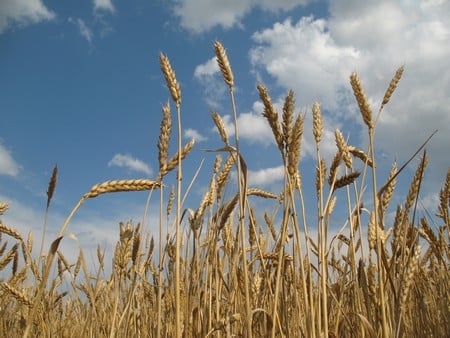 Саратовское зерно отправили в Турцию, Египет и Чехию