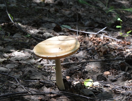 В регионе резко выросло число отравившихся грибами