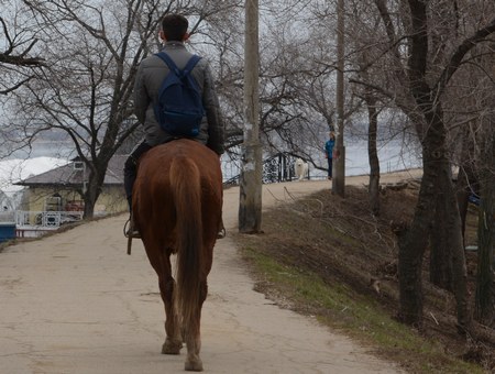 В Новоузенском районе угнали двух лошадей