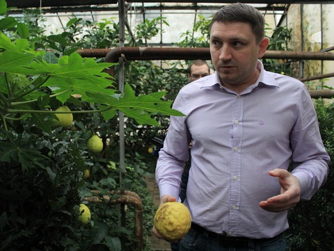 В Саратове выращивают лимоны размером с человеческую голову