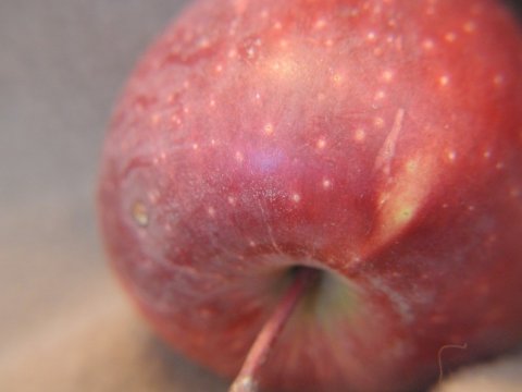 В Саратовской области уничтожат 130 килограммов польских яблок