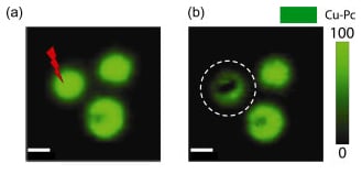 Degradation of Cu–Pc in the polymeric layers