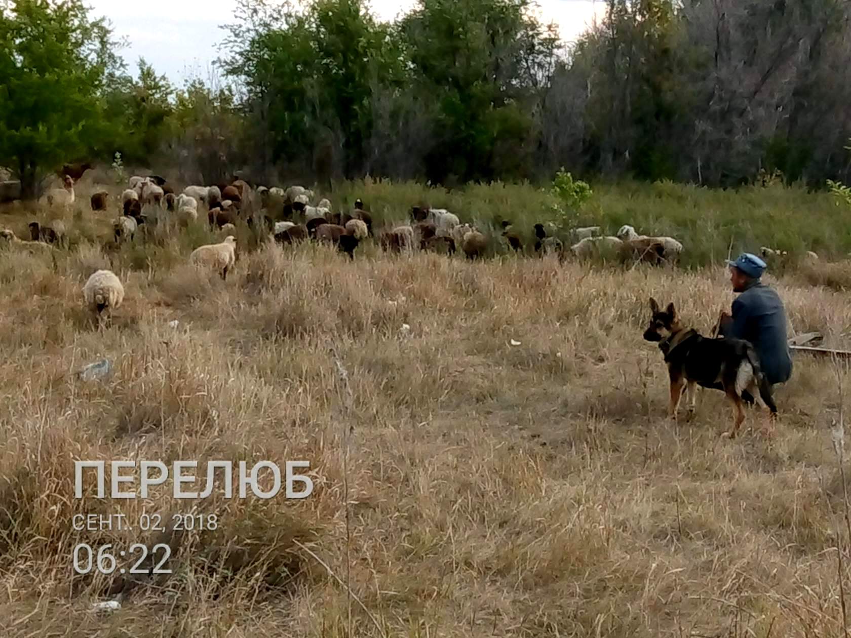 Перелюбские овцы едят деревья, мусор не сортируется