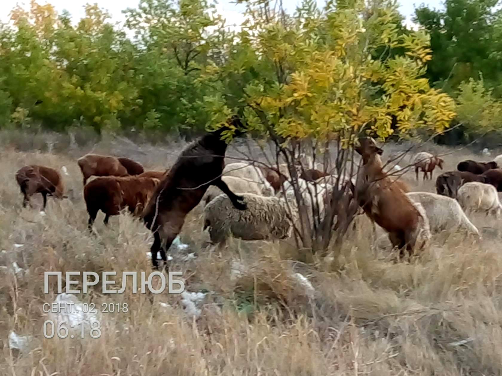 «Не секс, просто едим» (подпись автора письма)