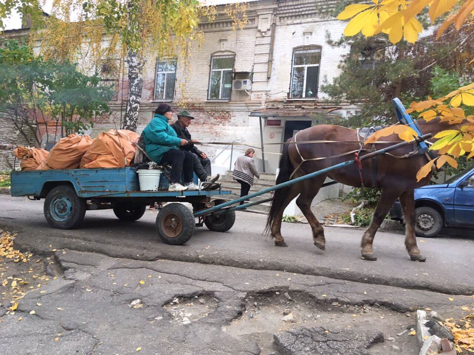 Лошадь развозит еду по отделениям. Фото fn-volga.ru