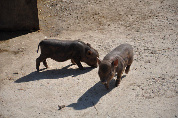 Мини-пиги в сафари-парке «Тайган». 2012 год