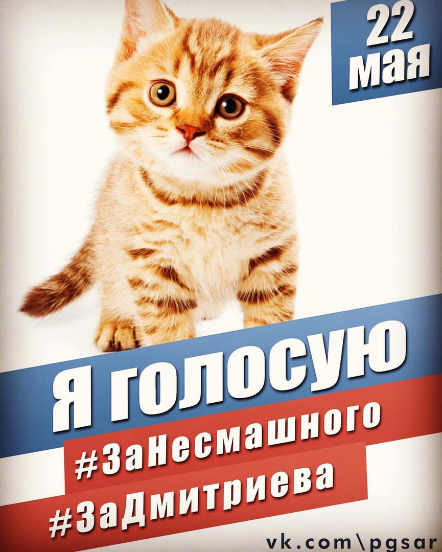 Плакат с котом