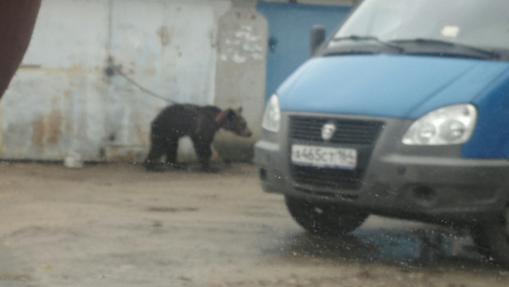 медведи в гаражах.jpg