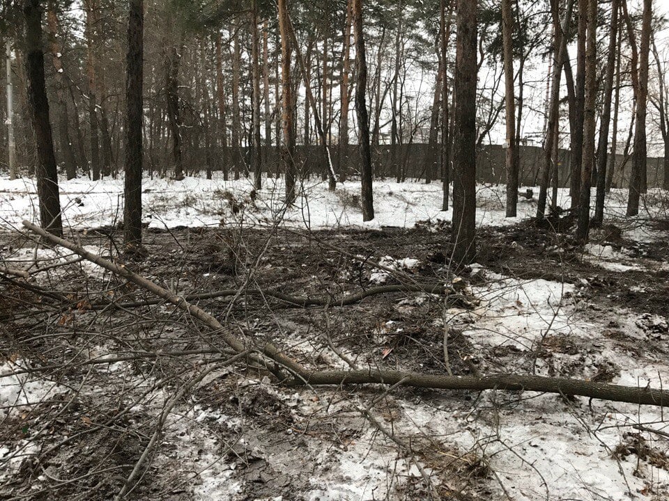 вырубка деревьев в Мирном.jpg