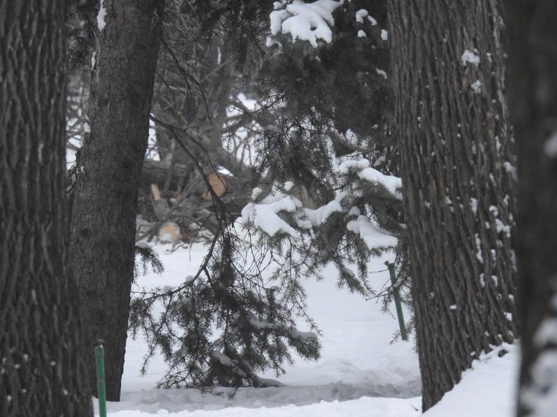 В «Липках» после опиловки появились первые «пеньки»