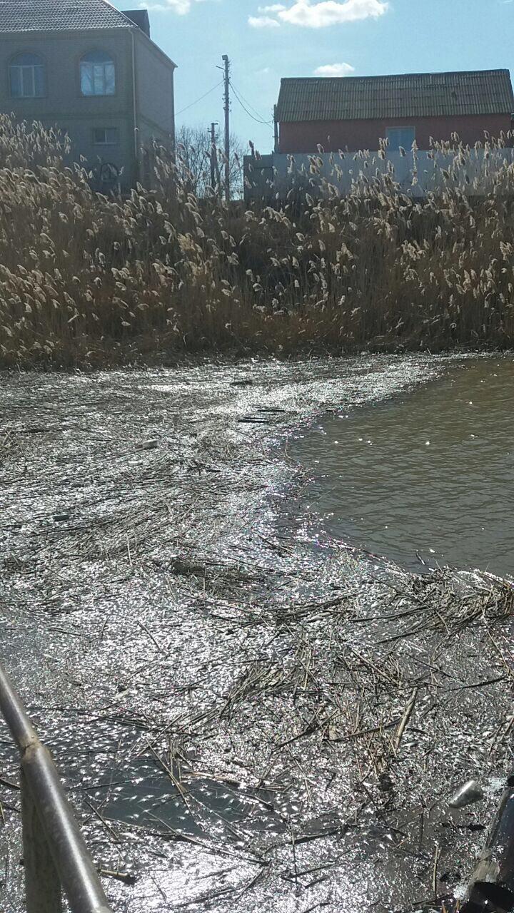Грязная река в Новоузенске.jpg