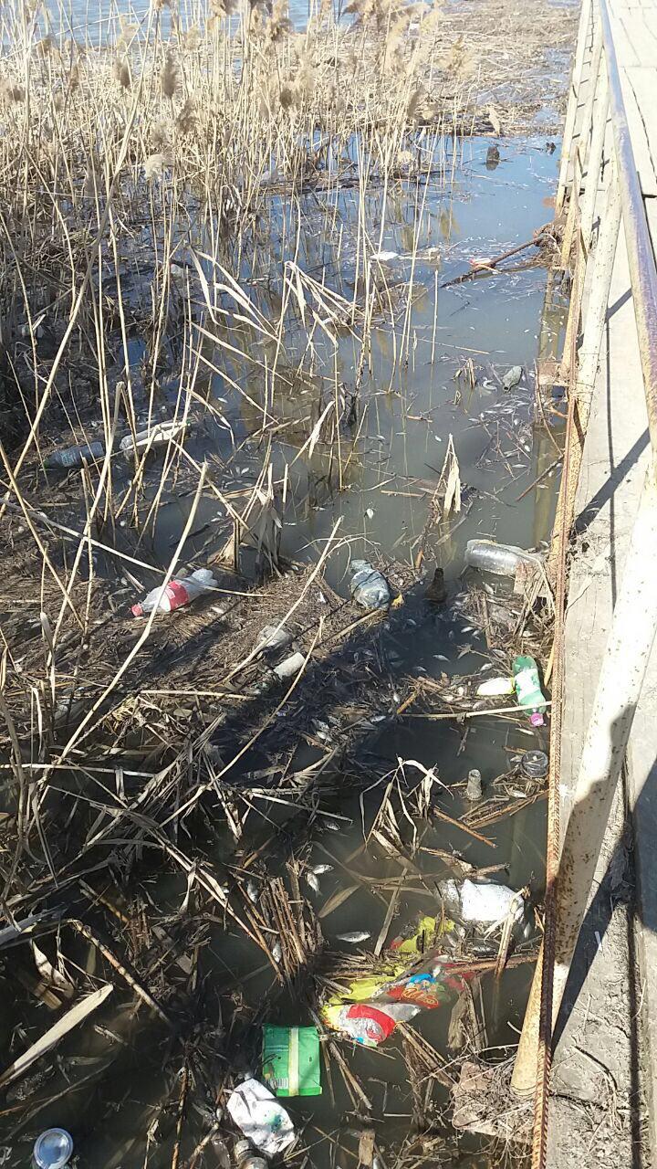 Загрязненная река в Новоузенске.jpg
