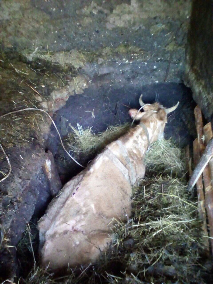 Вольская корова в погребе.jpg