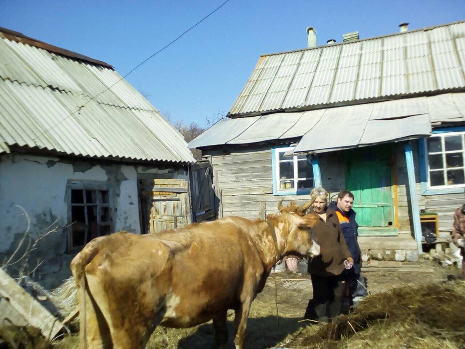 Спасенная корова в Вольске.jpg