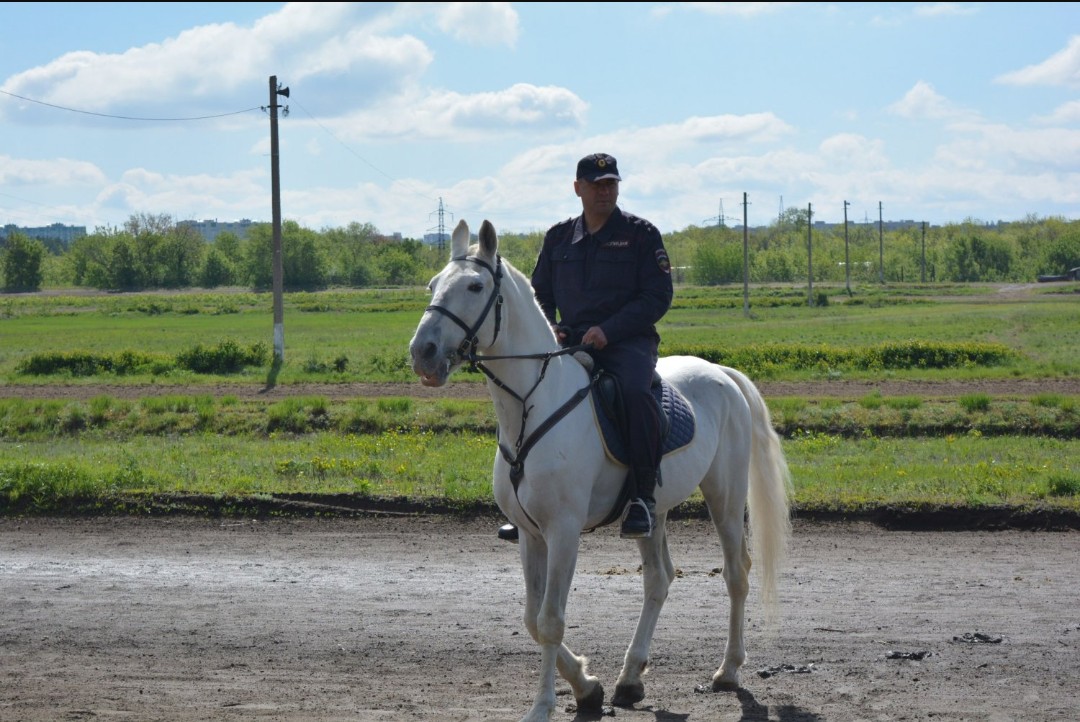 Полицейский конь Зарок кавалерии ППСП Саратова