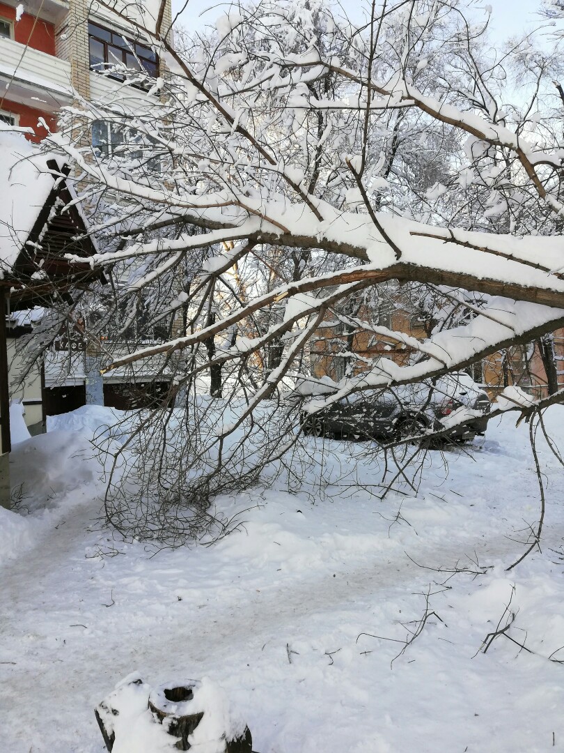 упавшее дерево на проспекте 50 лет Октября (1).jpg