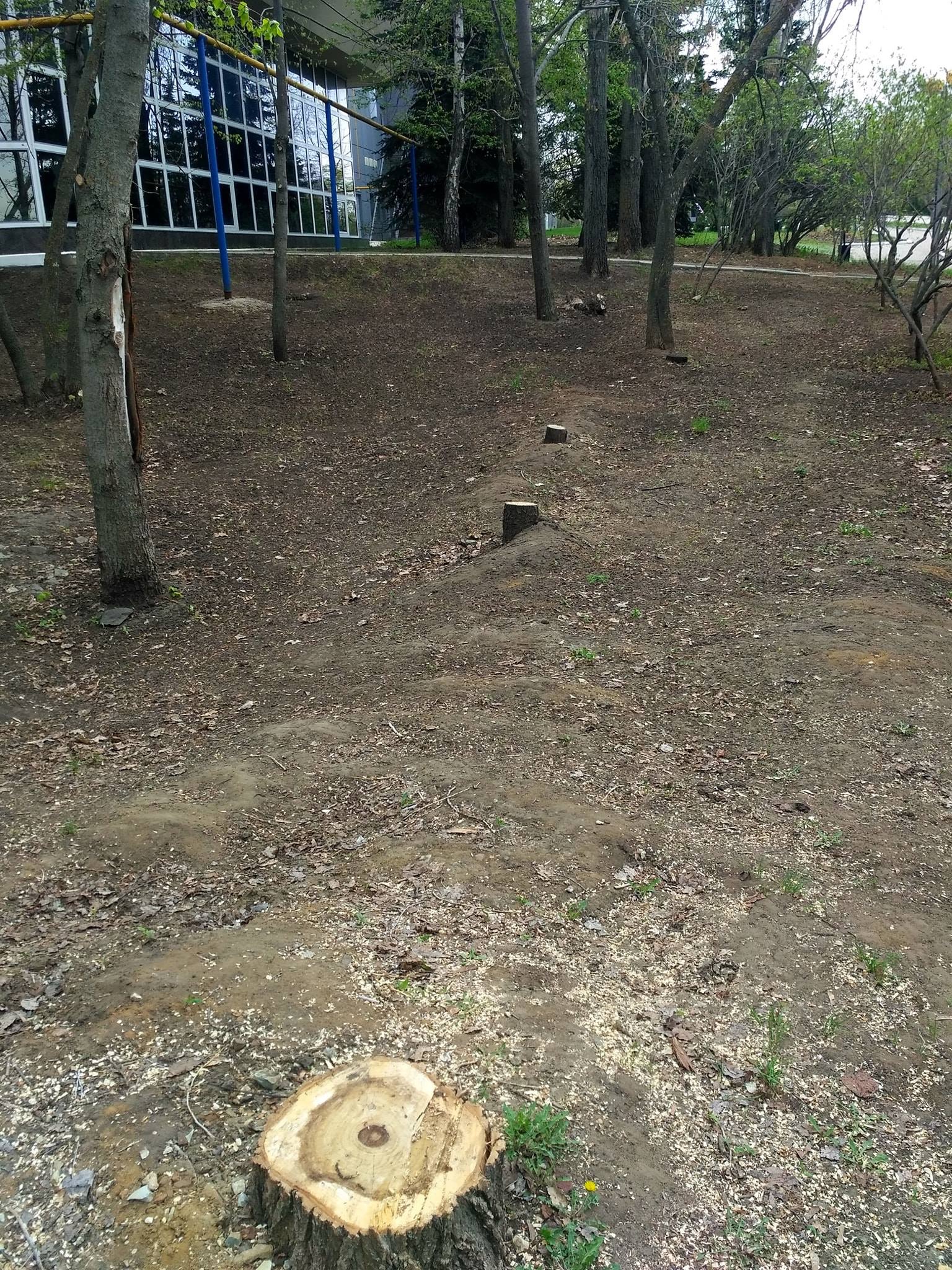 Деревья в Парке Победы