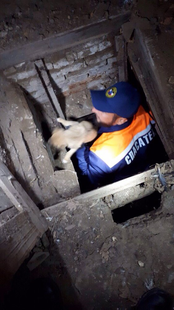 Спасение щенка в Пугачеве