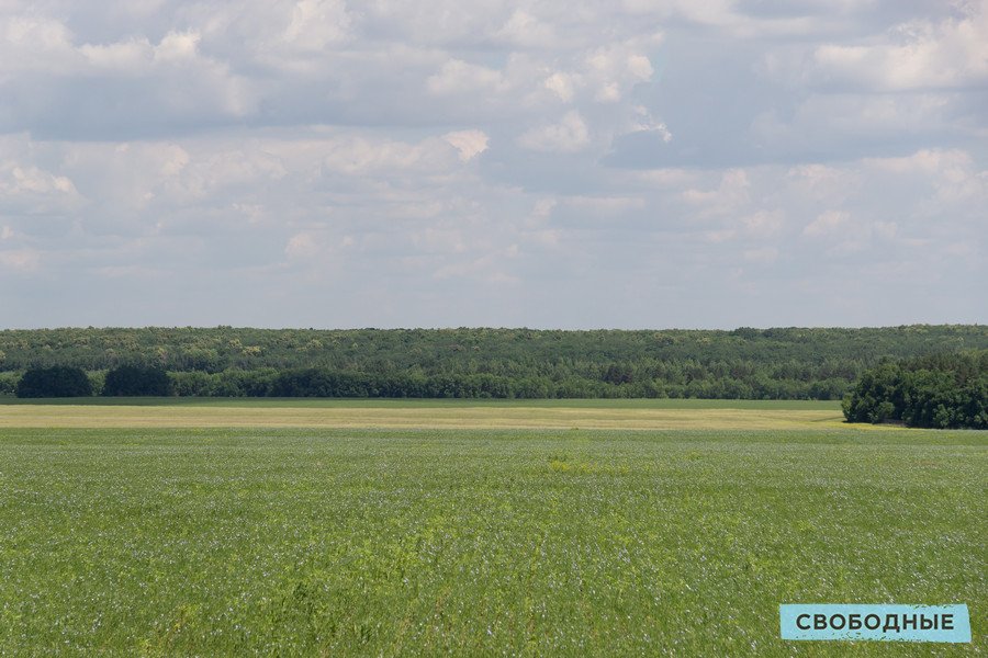 Посевы горчицы Посевы горчицы