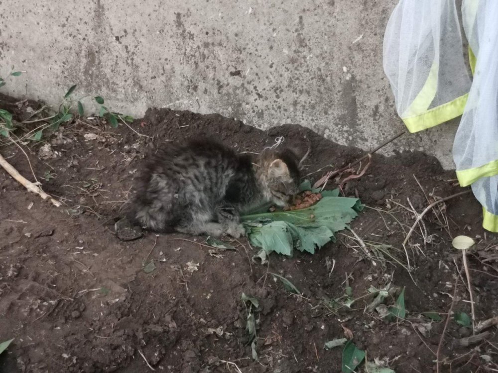 кот 3