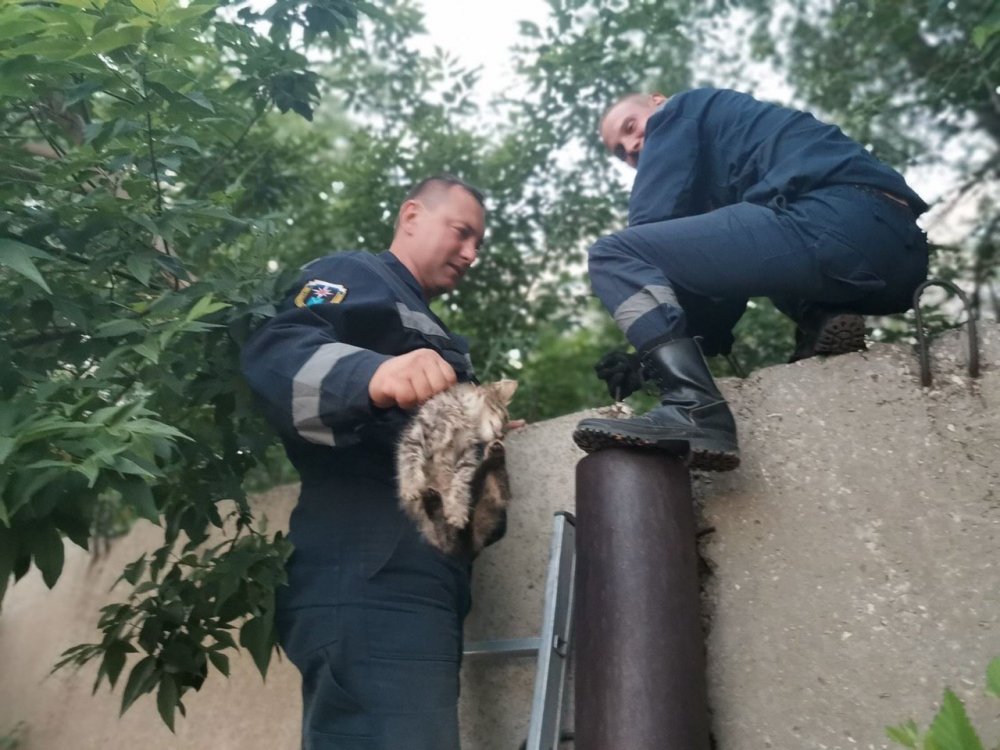 кот