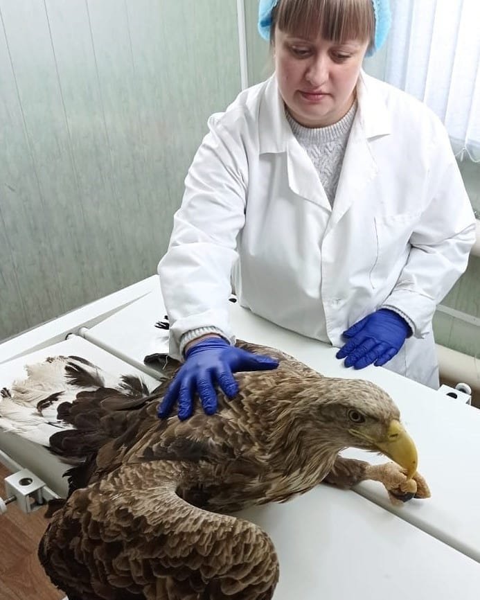 Орлан-белохвост попал к ветеринарам