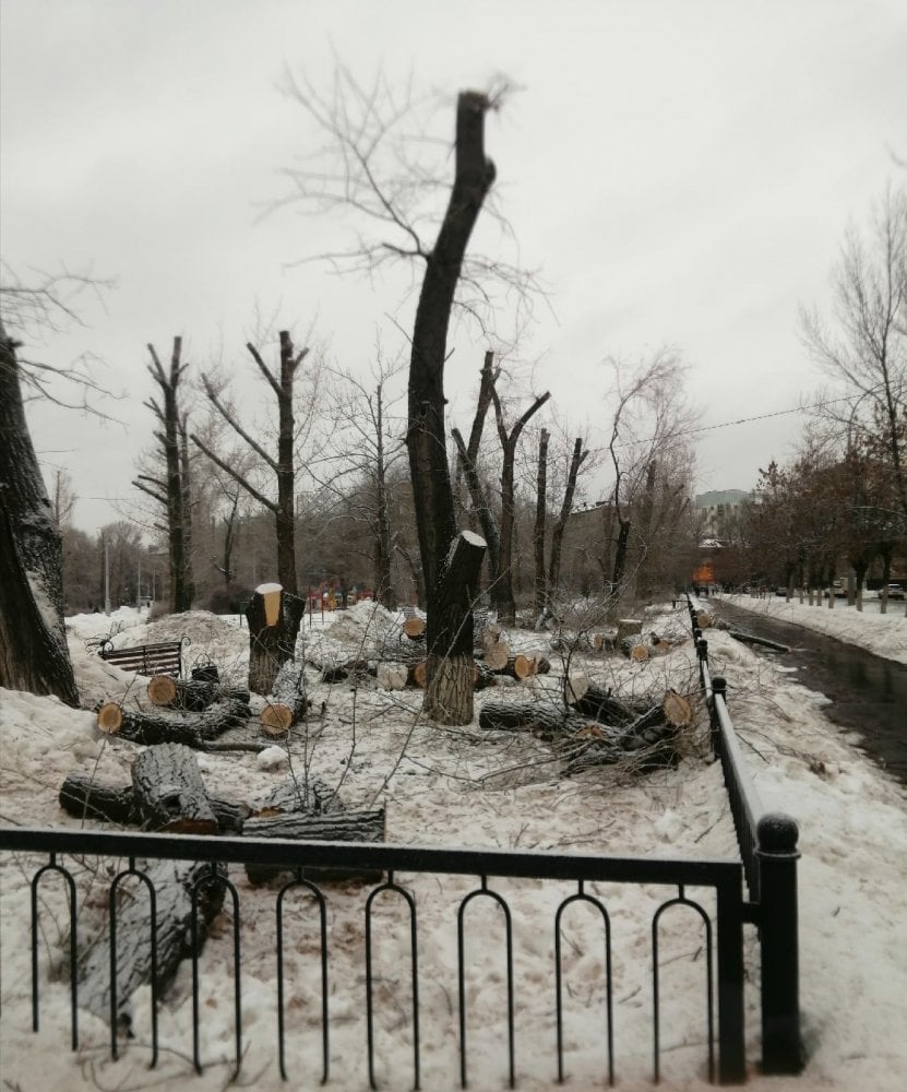 Деревья в Заводском сквере спиливают и обрезают