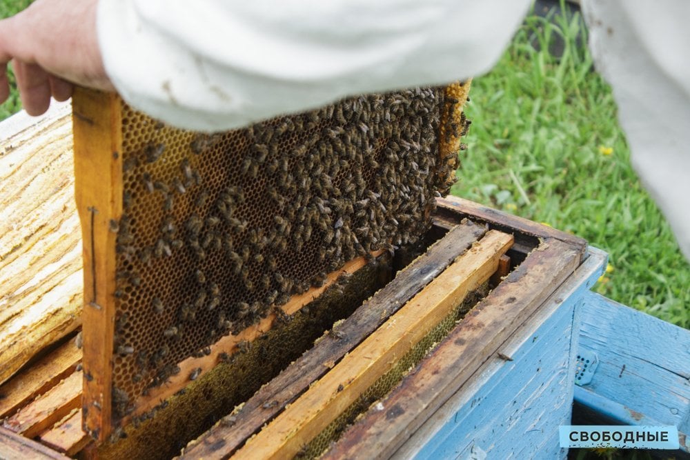 Когда выносить пчел. Потрава пчел. Пчеловодство причина. Выносим пчел весной. Ткань в ульи.