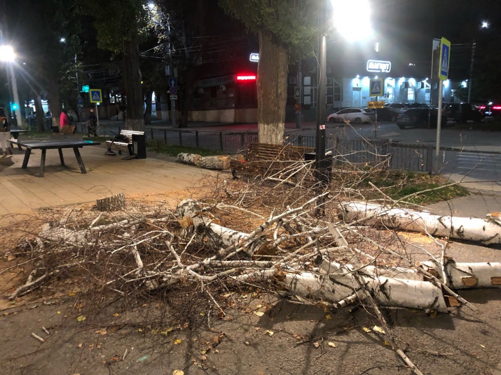 здоровое дерево спилили в центре Саратова 