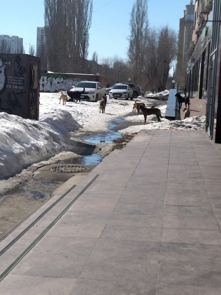 собаки на Ильинской площади