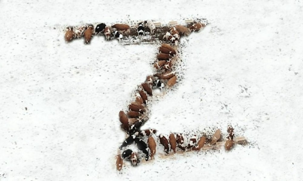 коровы