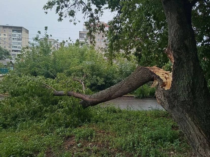 Упавшее в Саратове дерево