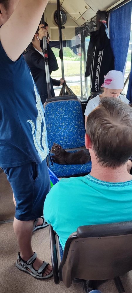 В автобусе «Саратов-Энгельс» пассажиром стал черный кот