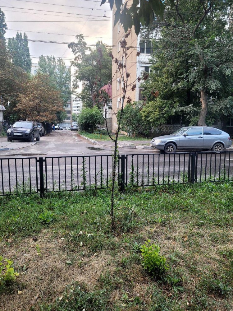 Дерево на улице Рахова