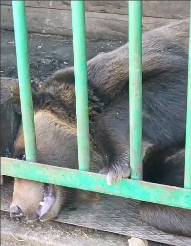 У придорожного комплекса в Саратове заметили медведя в клетке без воды